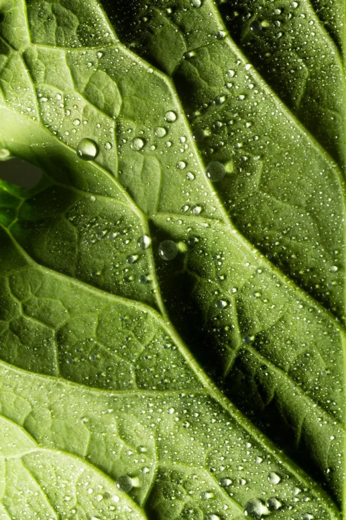 Plantas usadas para nuestros productos de cosmetica natural