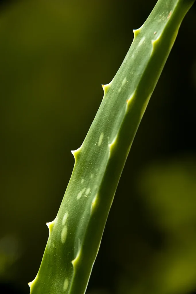 Hoja de alovera, planta usada para muchos productos de cosmetica natural